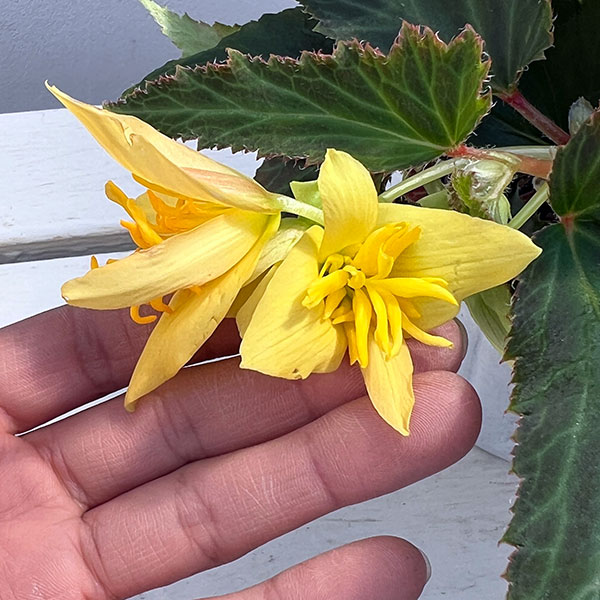 草花の苗 ベゴニア ポッピングスター イエロー...の詳細画像2