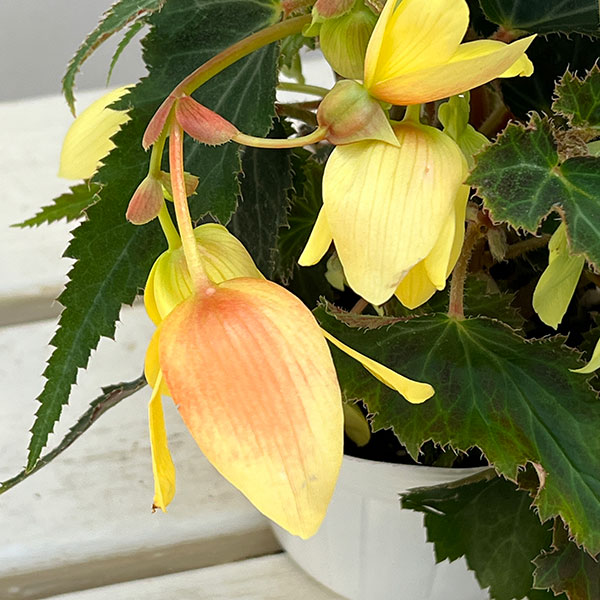 草花の苗 ベゴニア ポッピングスター イエロー...の詳細画像1