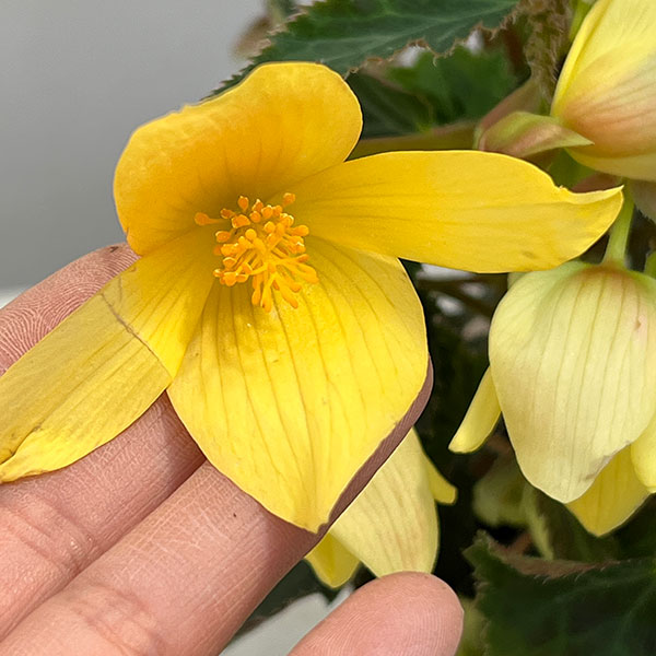 草花の苗 ベゴニア ポッピングスター イエロー...の詳細画像3