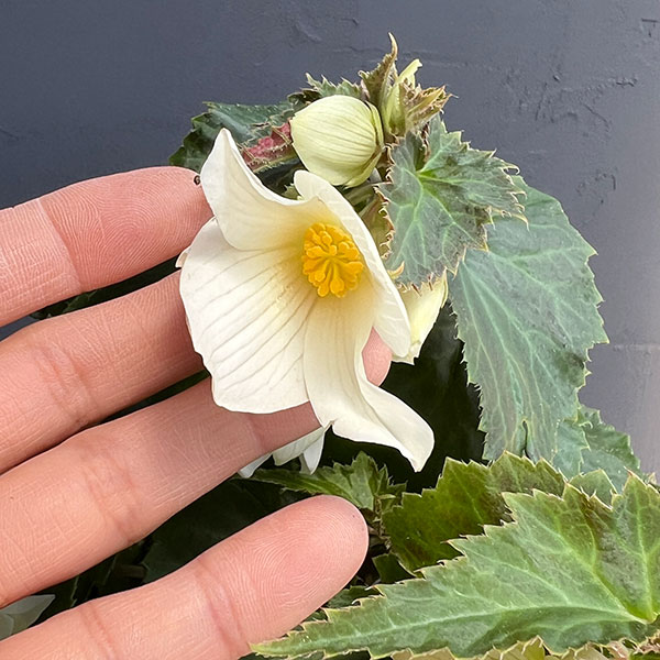 草花の苗 ベゴニア ポッピングスター ホワイト...の詳細画像3