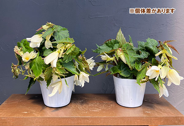 草花の苗 ベゴニア ポッピングスター ホワイト...の詳細画像4