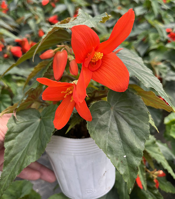 草花の苗 ベゴニア ポッピングスター オレンジ...の詳細画像3