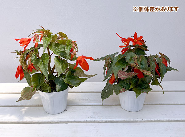 草花の苗 ベゴニア ポッピングスター オレンジ...の詳細画像2