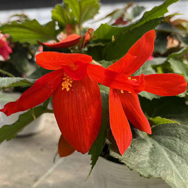 草花の苗 ベゴニア ポッピングスター オレンジ...の詳細画像4