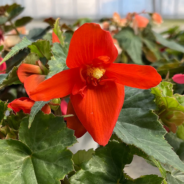 草花の苗 ベゴニア ポッピングスター オレンジ...の詳細画像1