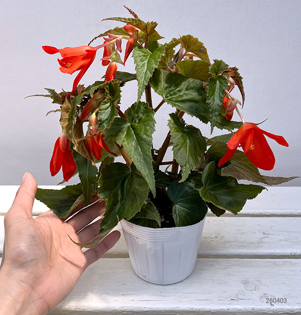 草花の苗 ベゴニア ポッピングスター オレンジ...の詳細画像5