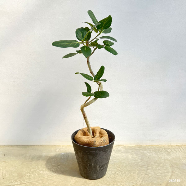 インドボダイジュ（観葉植物） | 花、ガーデニング のおすすめ人気商品