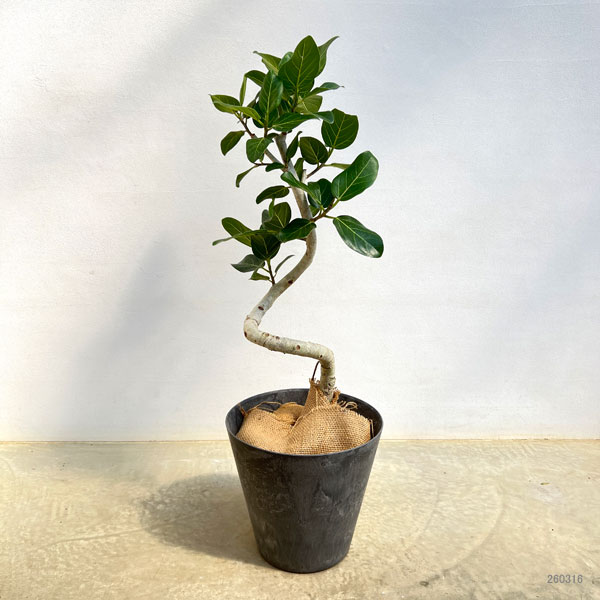インドボダイジュ（観葉植物） | 花、ガーデニング のおすすめ人気商品