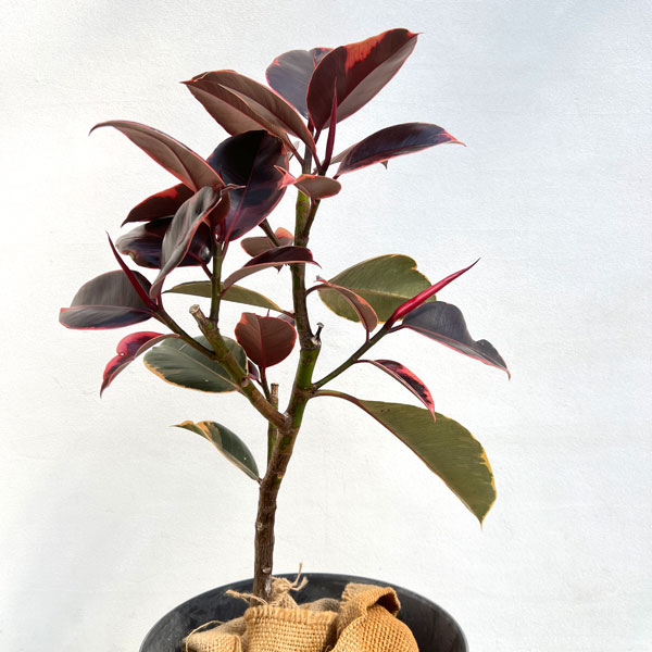 フィカス ルビー（観葉植物） | 花、ガーデニング の商品一覧 通販