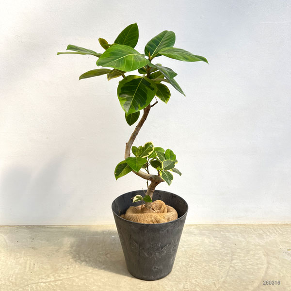 フィカス アルテシマ（観葉植物） | 花、ガーデニング のおすすめ人気
