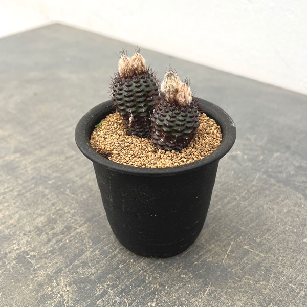 レア 観葉植物（サボテン、多肉植物） | 花、ガーデニング の商品一覧