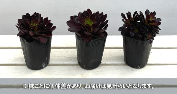 センペルビウム種の商品一覧 通販 - Yahoo!ショッピング