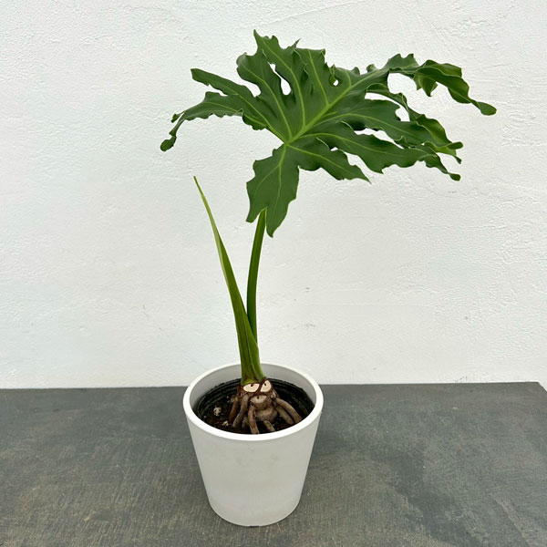 セローム（観葉植物） | 花、ガーデニング のおすすめ人気商品一覧