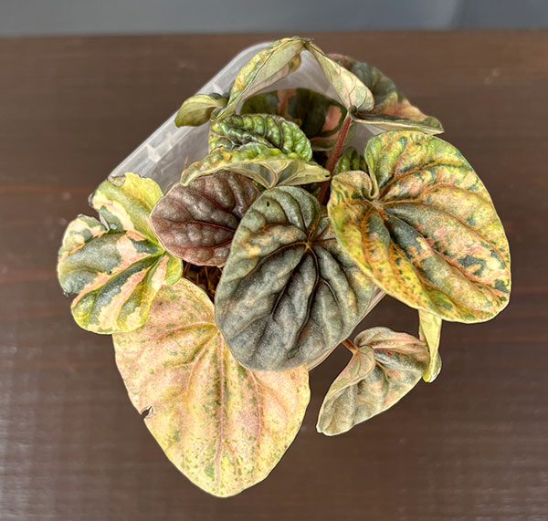観葉植物 ぺぺロミア SANGO 2.5号ポット26-02_2