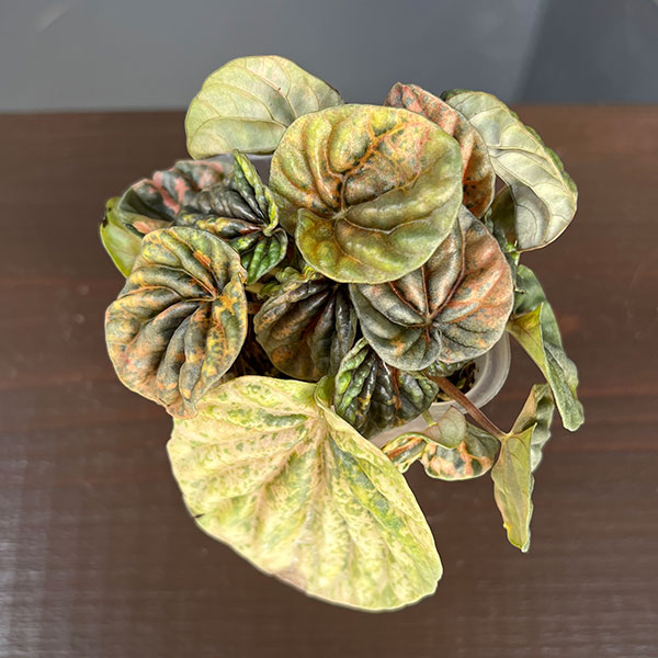 観葉植物 ぺぺロミア SANGO 2.5号ポット26-01_2
