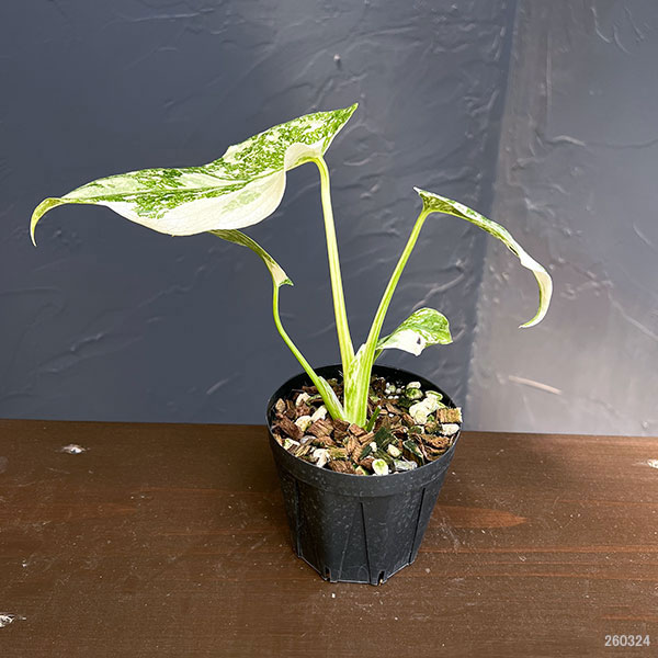 観葉植物 モンステラ タイコンステレーション（斑入り）セレクト 3号26