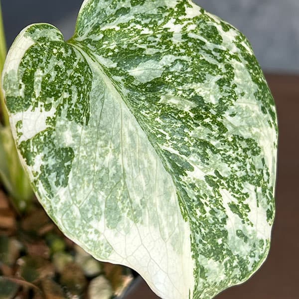 観葉植物 モンステラ タイコンステレーション（斑入り）セレクト 3号26