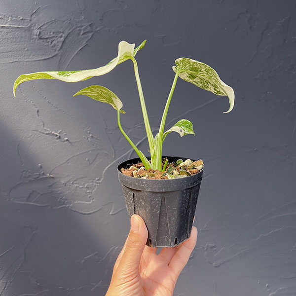 観葉植物 モンステラ タイコンステレーション（斑入り）セレクト 3号26