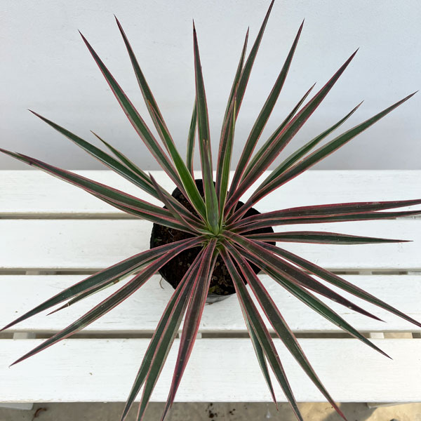観葉植物 ユッカ アロイフォリア バリエガータ...の詳細画像1