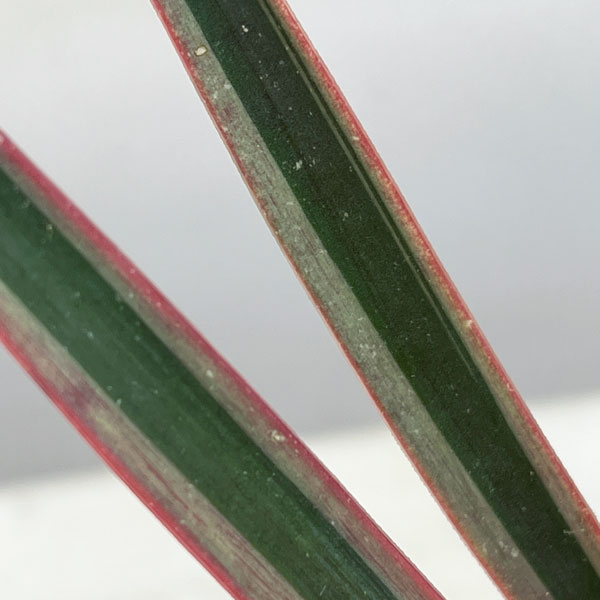 観葉植物 ユッカ アロイフォリア バリエガータ...の詳細画像4