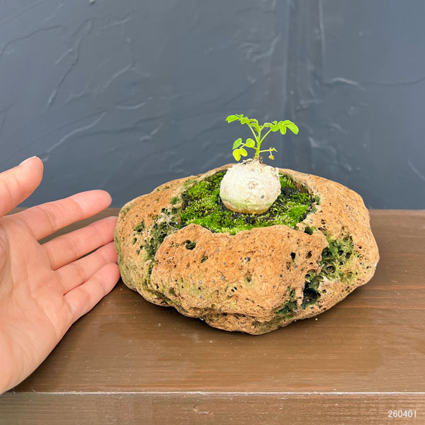 モリンガ　苗　限定品　観葉植物　山野草 園芸ネット本店｜モリンガ の商品一覧【公式】