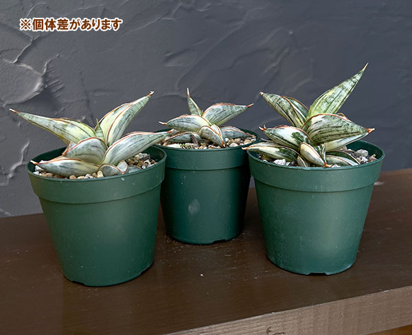 観葉植物 サンセベリア Lav.1970 斑入...の詳細画像4
