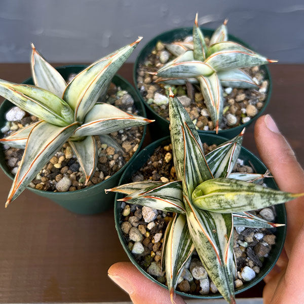観葉植物 サンセベリア Lav.1970 斑入...の詳細画像5