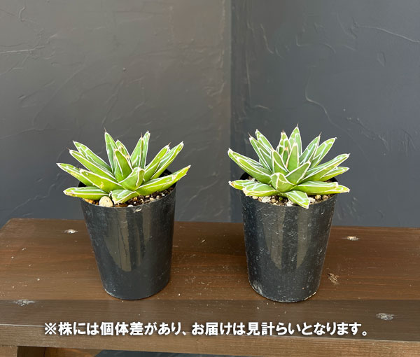 アガベ マクロアカンサのおすすめ人気商品一覧 通販 - Yahoo!ショッピング