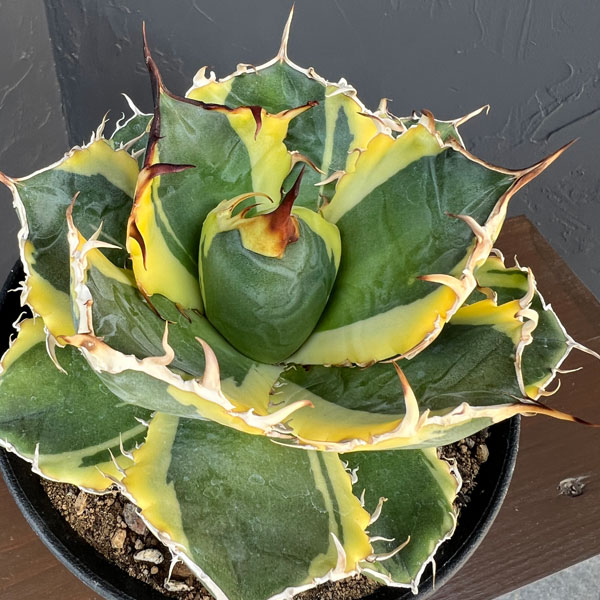 観葉植物 アガベ チタノタ 白鯨錦(ハクゲイニ...の詳細画像2