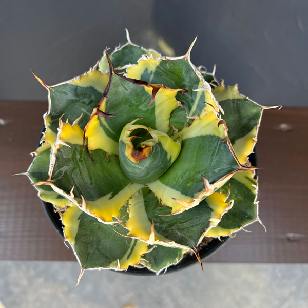 観葉植物 アガベ チタノタ 白鯨錦(ハクゲイニ...の詳細画像4