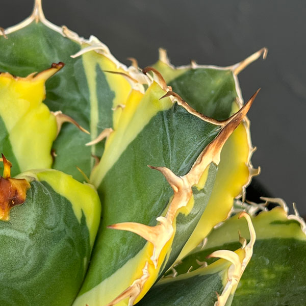 観葉植物 アガベ チタノタ 白鯨錦(ハクゲイニ...の詳細画像3