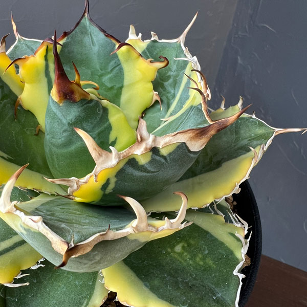 観葉植物 アガベ チタノタ 白鯨錦(ハクゲイニ...の詳細画像5