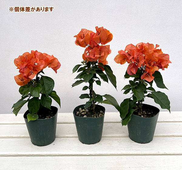 ブーゲンビレア カリフォルニアオレンジ3.5号鉢植えの詳細画像2