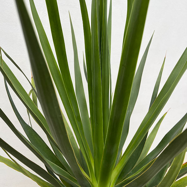 ドラセナドラコのおすすめ人気商品一覧 通販 - Yahoo!ショッピング