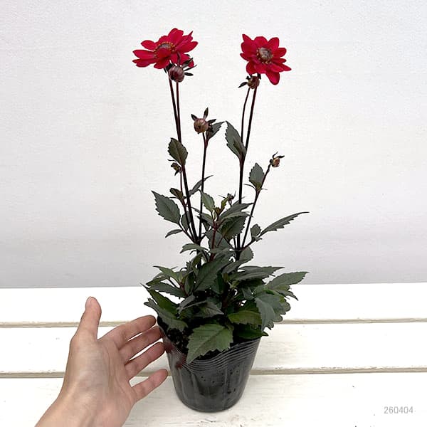 草花の苗 プチダリア(銅葉系) ピュアリップ3...の詳細画像1