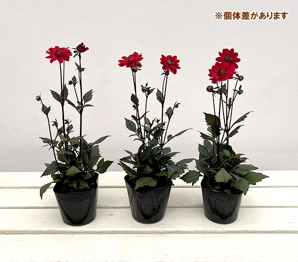 草花の苗 プチダリア(銅葉系) ピュアリップ3...の詳細画像4