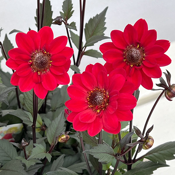 草花の苗 プチダリア(銅葉系) ピュアリップ3...の詳細画像5