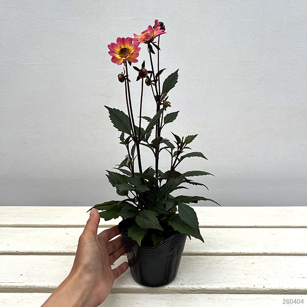 草花の苗 プチダリア(銅葉系) ピンクバード3...の詳細画像1