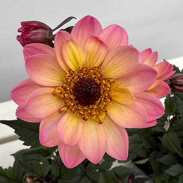 草花の苗 プチダリア(銅葉系) ピンクバード3...の詳細画像2