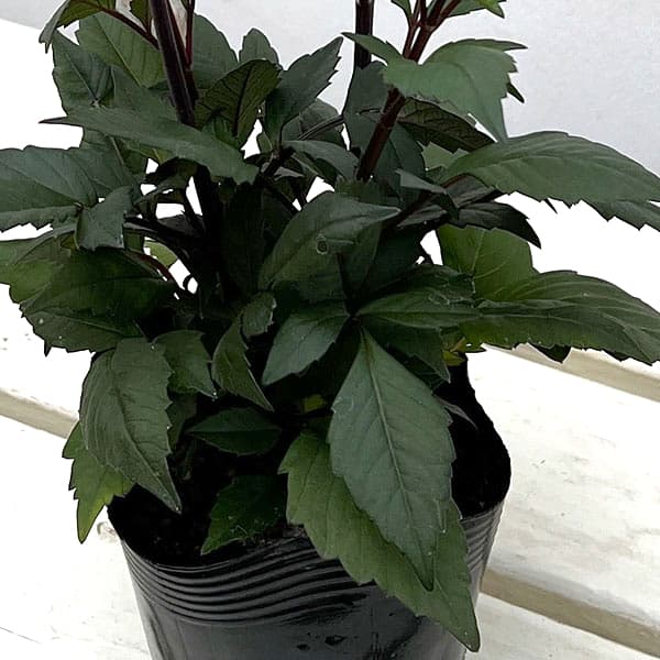 草花の苗 プチダリア(銅葉系) ピンクバード3...の詳細画像3