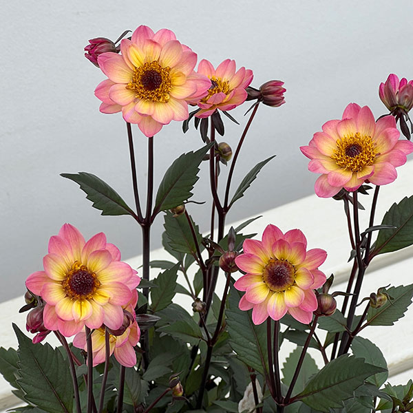 草花の苗 プチダリア(銅葉系) ピンクバード3...の詳細画像4