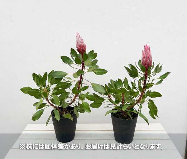 【現品】ピスタチア　９号　オージープランツ　 N15番 楽天市場】オージー プランツの通販