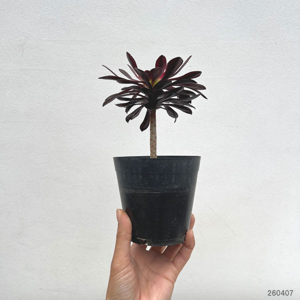 多肉植物アエオニウム錦の商品一覧 通販 - Yahoo!ショッピング