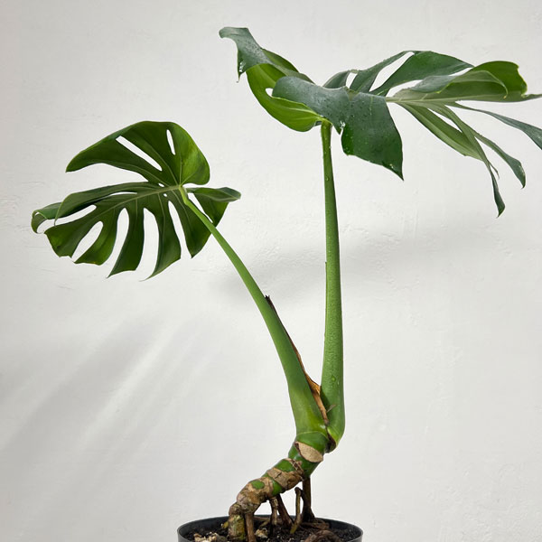 観葉植物 モンステラ アダンソニー（根上がり） 6号鉢植え