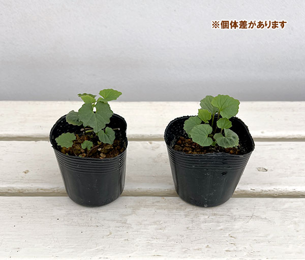 わさび 苗の商品一覧 通販 - Yahoo!ショッピング