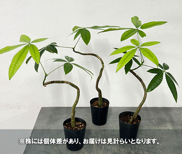 パキラ 種のおすすめ人気商品一覧 通販 - Yahoo!ショッピング