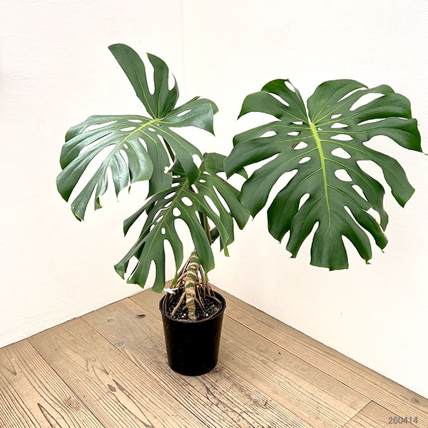 観葉植物 モンステラ アダンソニー(幹上がり)...の詳細画像3