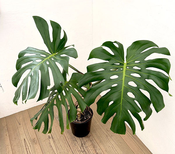観葉植物 モンステラ アダンソニー(幹上がり)...の詳細画像4