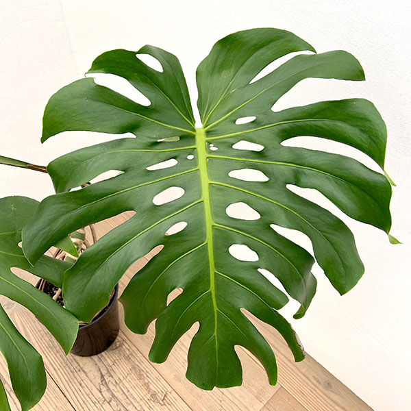 観葉植物 モンステラ アダンソニー(幹上がり)...の詳細画像5