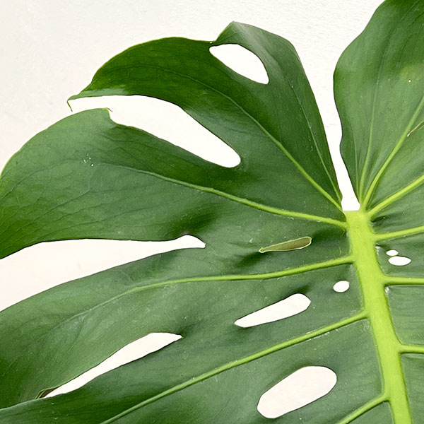 観葉植物 モンステラ アダンソニー(幹上がり)...の詳細画像1